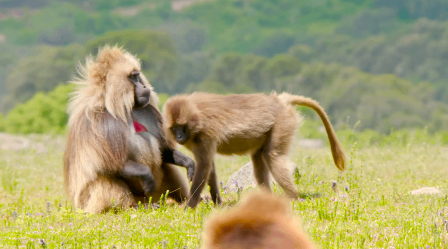 Simien Mountains